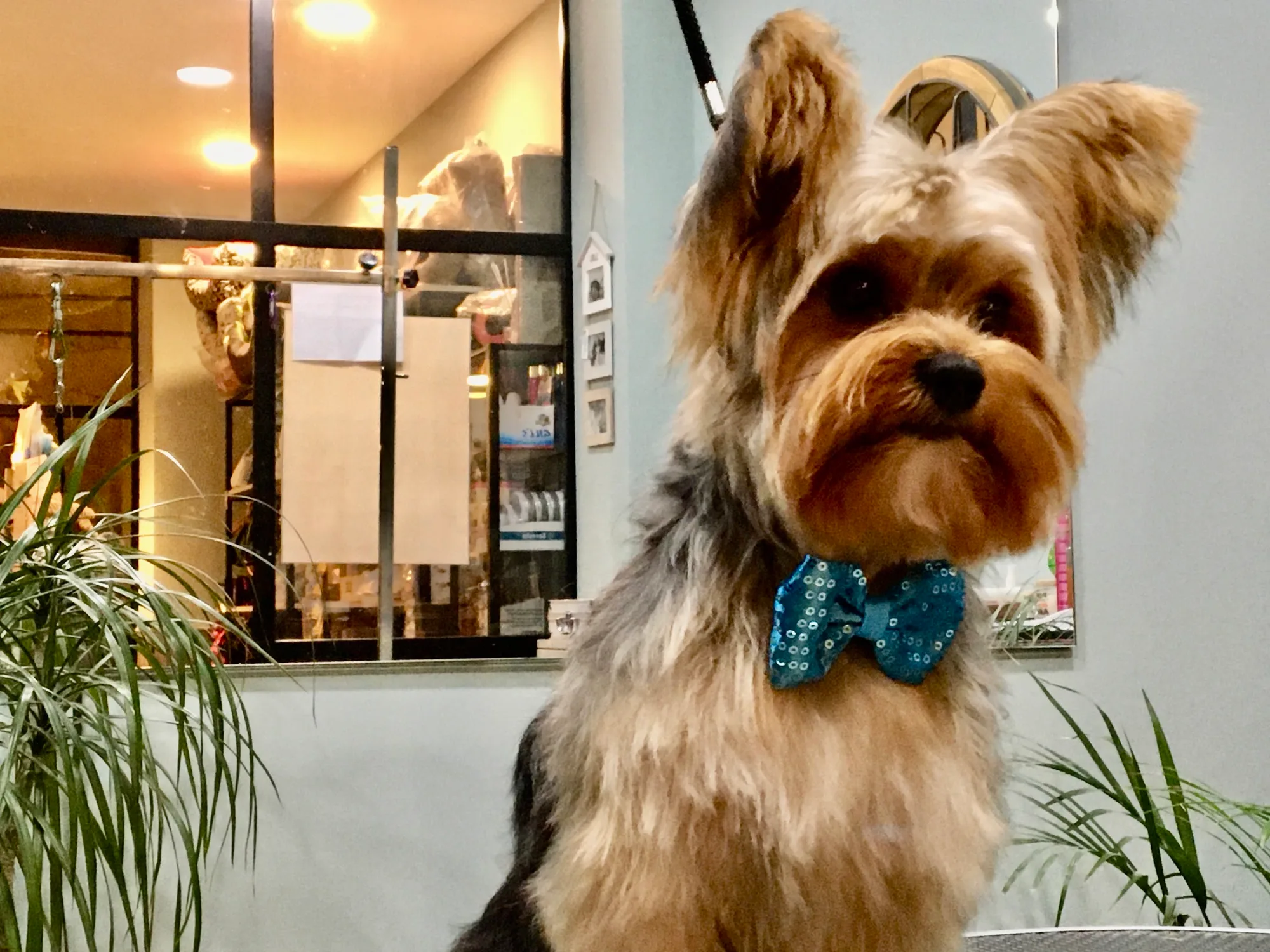 Yorkshire terrier recién arreglado en Mimados, con un lazo azul de lentejuelas al cuello