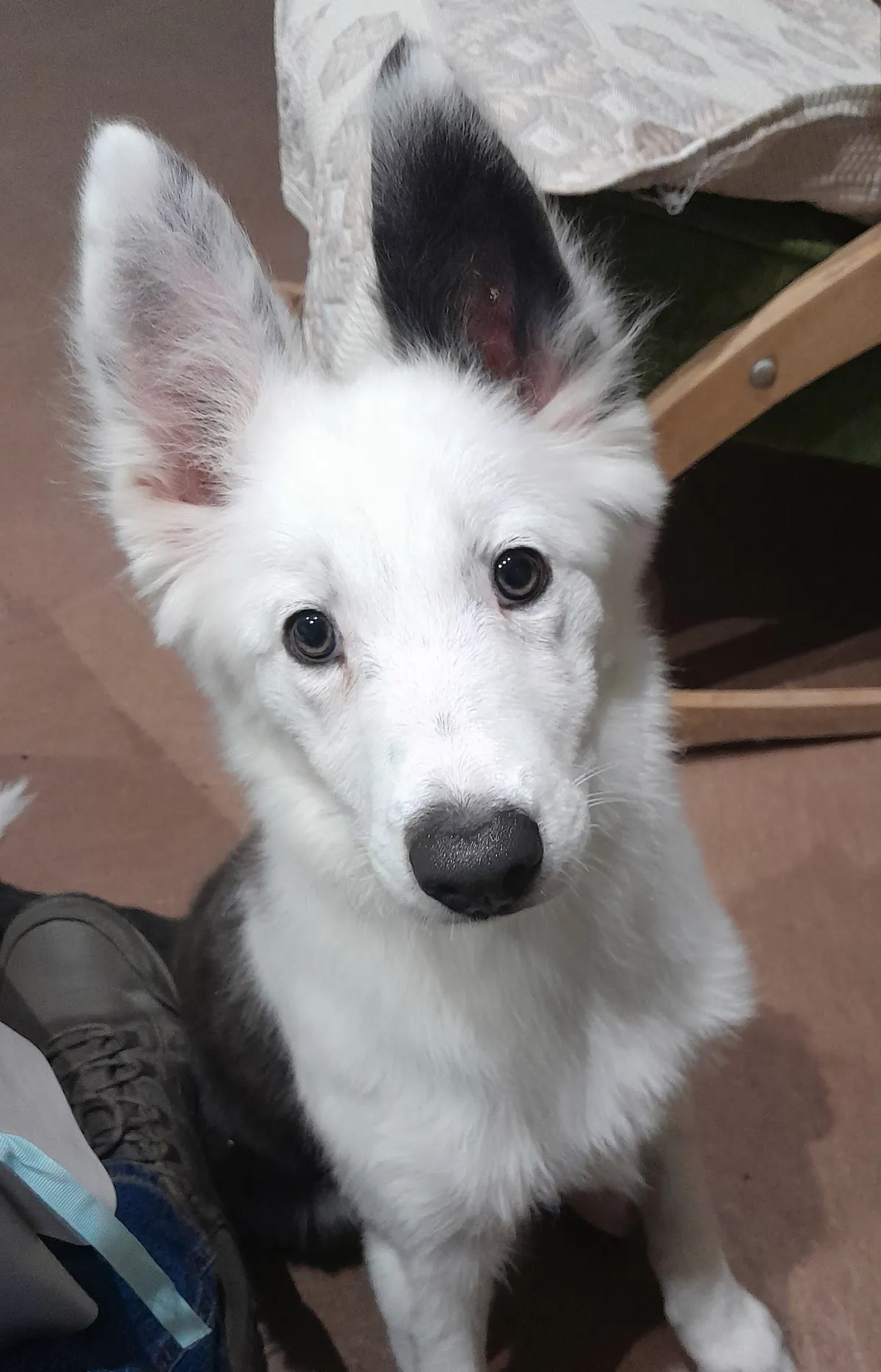 Cachorro blanco de orejas grandes mirando a cámara en su primera visita