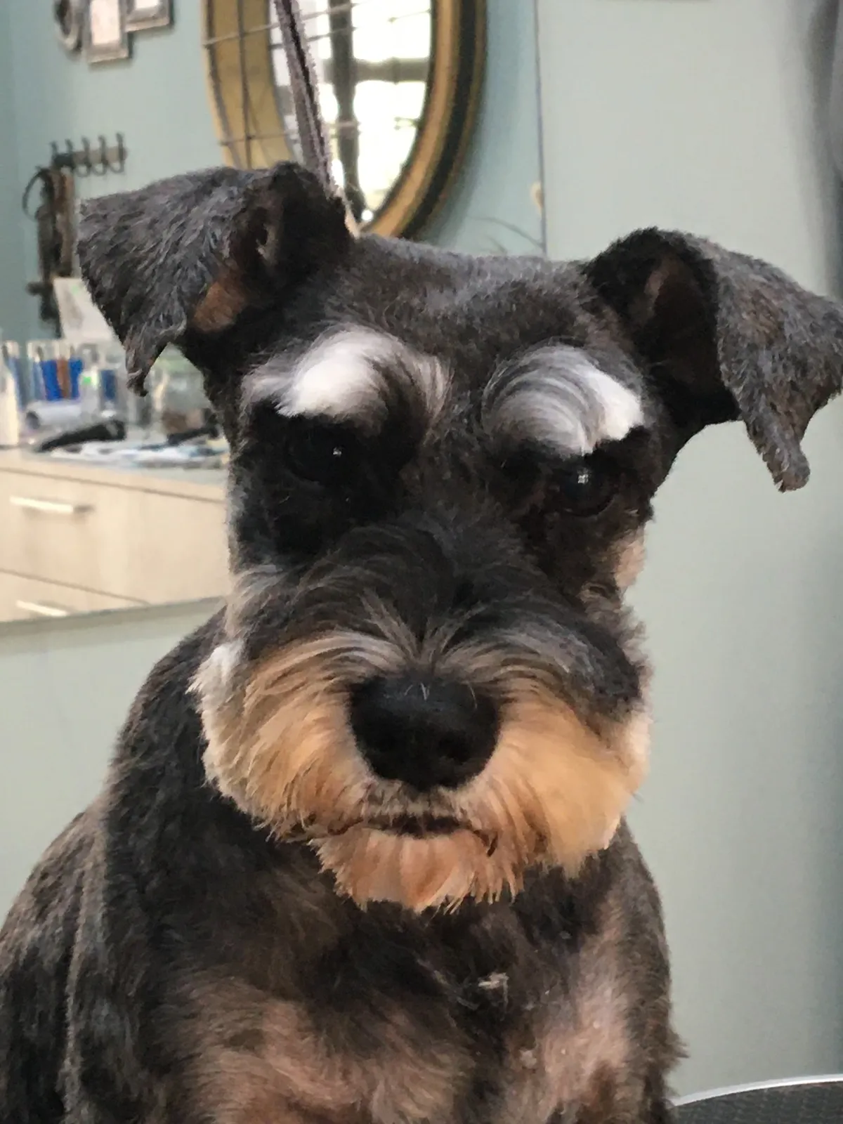 Schnauzer con la barba y las cejas recién recortadas, en la mesa de peluquería