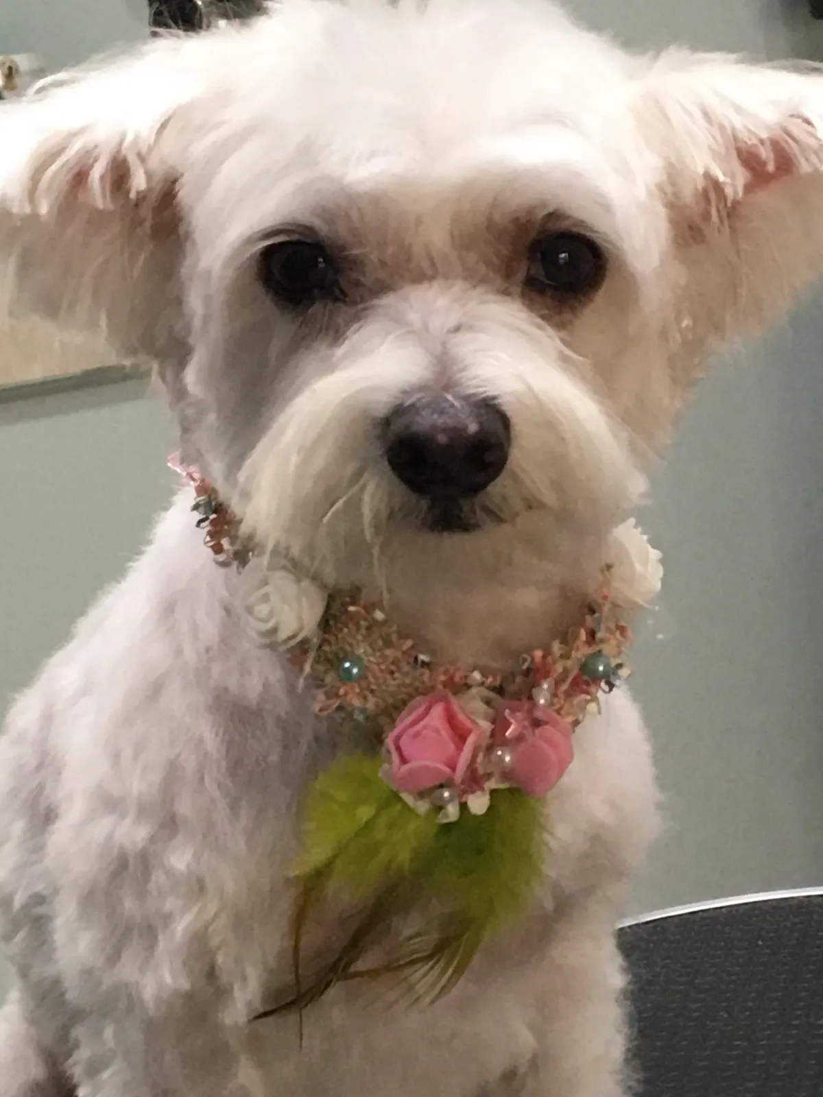 Bichón blanco recién arreglado con un collar de flores rosas y perlas