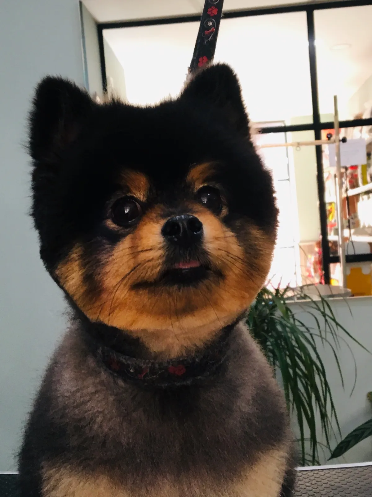 Pomerania negro y fuego con el pelo cepillado, en el salón