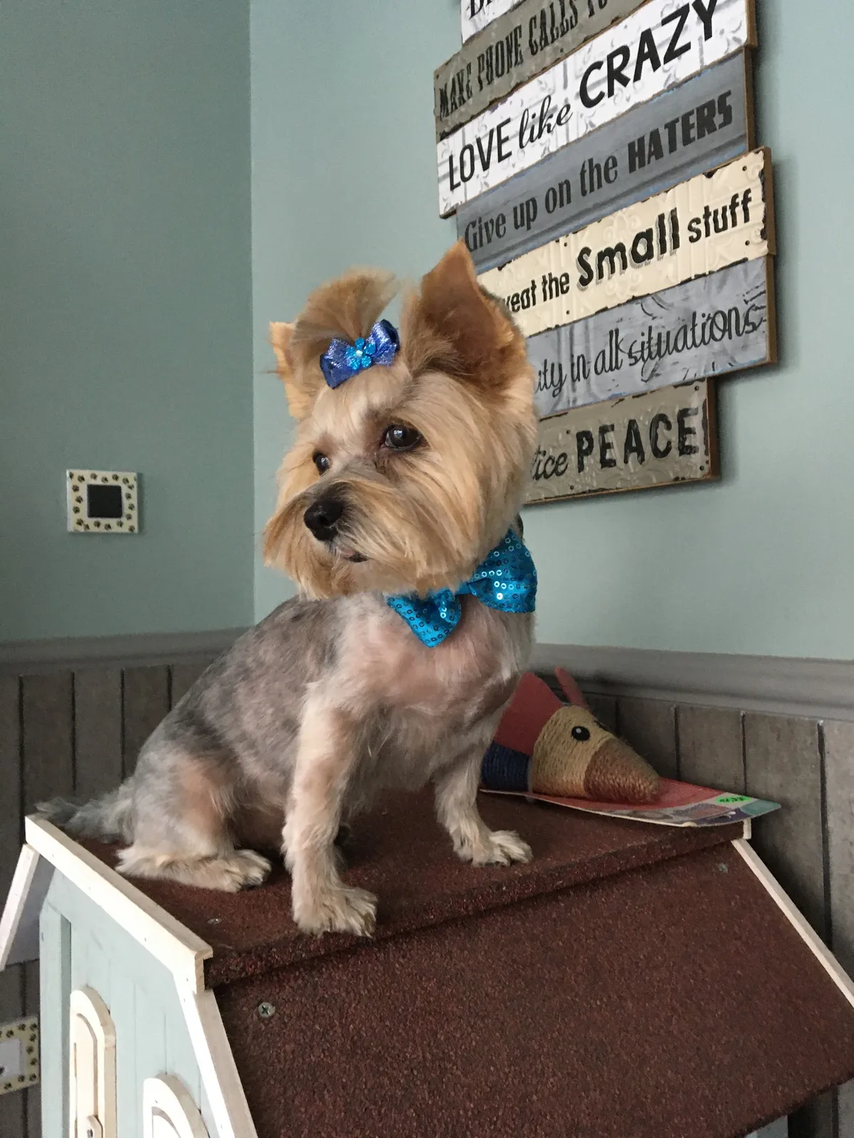 Yorkshire terrier con lazo azul de lentejuelas al cuello y otro en el moño, sentado sobre una caseta de madera en el salón