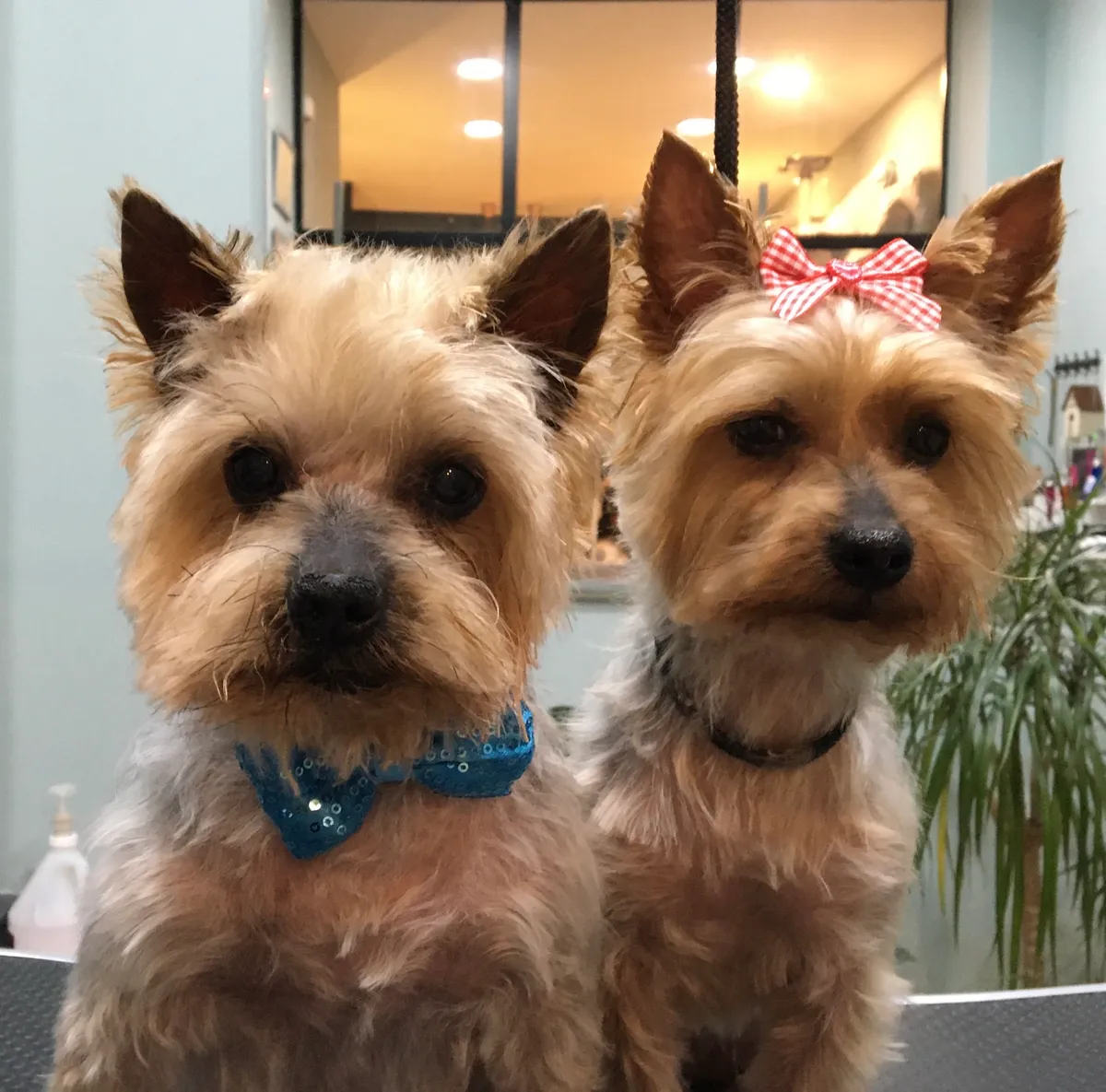 Dos yorkshire terrier recién arreglados: uno con pajarita azul de lentejuelas y otro con un lazo vichy rojo en la cabeza