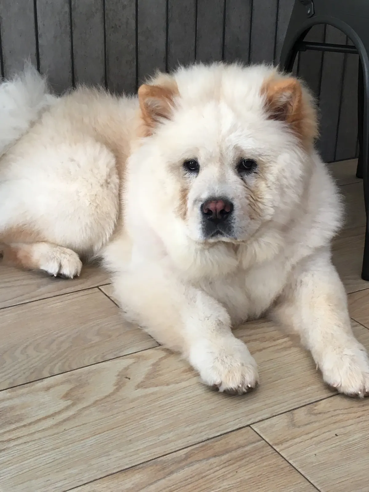 Chow chow color crema tumbado y cepillado tras el arreglo